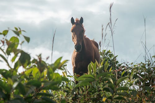 動物, 動物攝影, 棕色的馬 的 免費圖庫相片