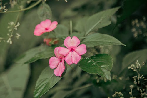 特寫, 粉紅色的花, 綻放的花朵 的 免費圖庫相片
