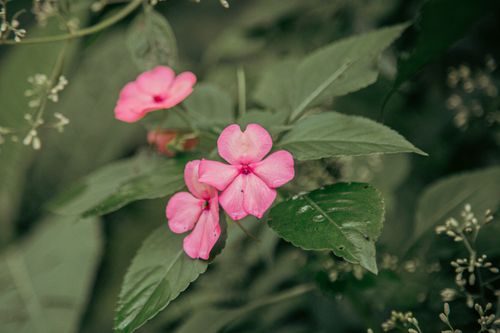 Free Close-up photo of vibrant pink impatiens flowers with lush green leaves. Stock Photo