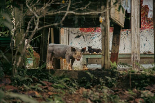 動物, 動物攝影, 哺乳動物 的 免費圖庫相片