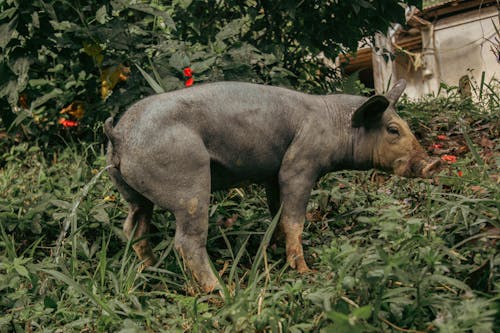 Black Pig on Green Grass