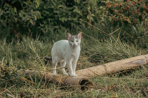 Foto profissional grátis de animal, animal de estimação, doméstico