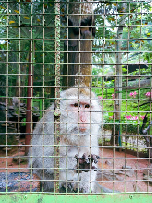 動物, 動物園, 坐著的猴子 的 免費圖庫相片