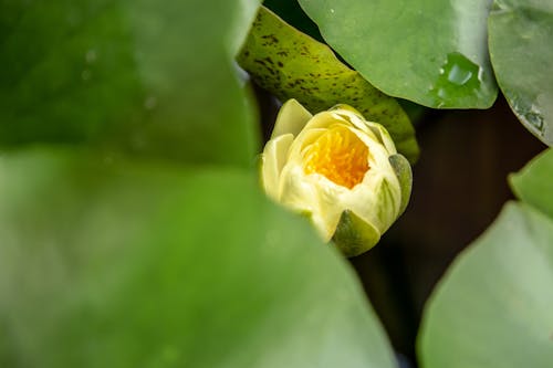 葉に囲まれた黄色いユリのつぼみのセレクティブフォーカス写真