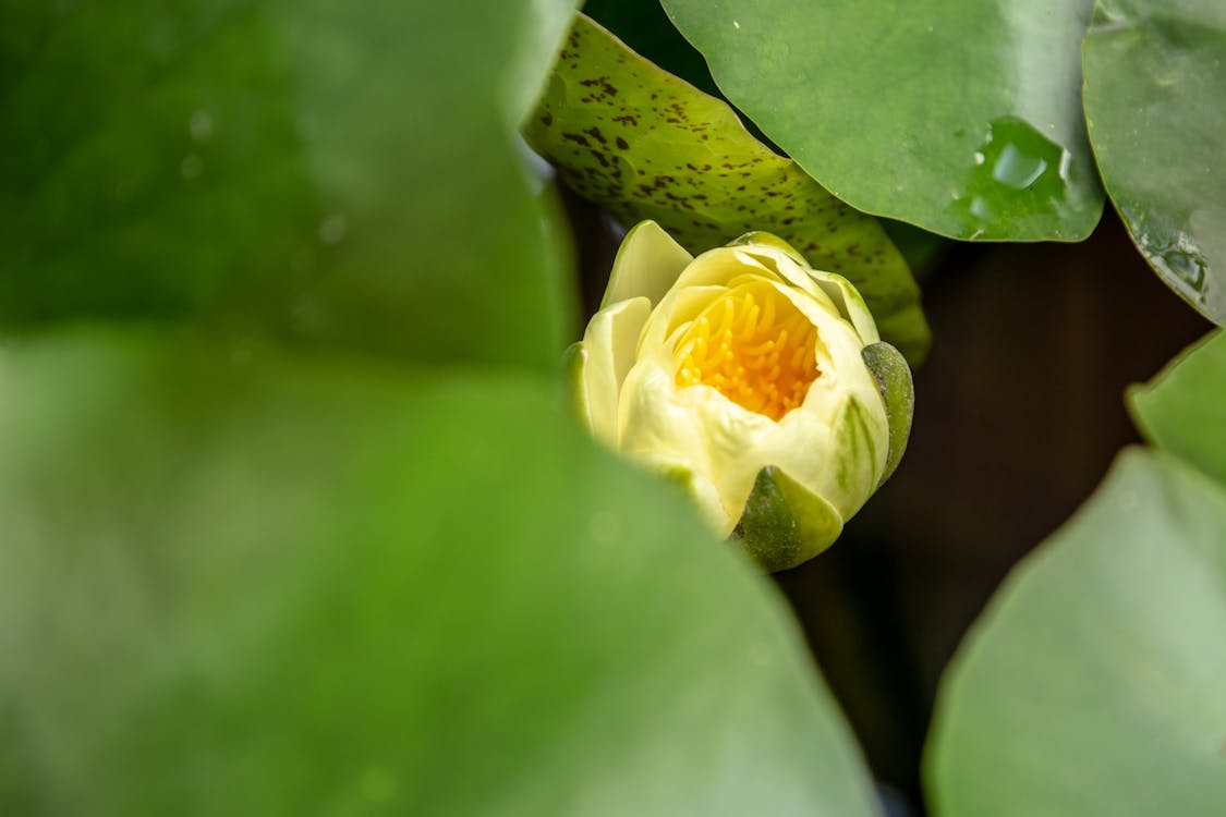 Селективная фотография бутонов желтых лилий в окружении листьев