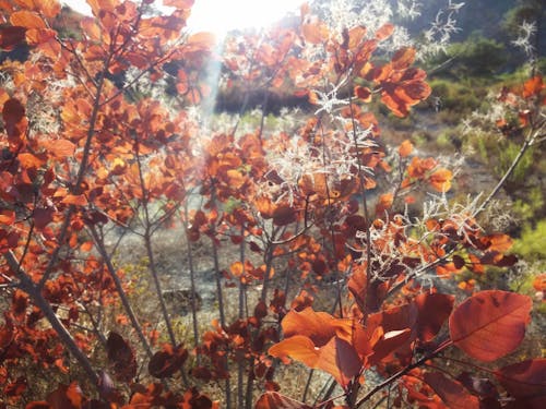 Ilmainen kuvapankkikuva tunnisteilla appelsiini, auringonpaiste, auringonsäde