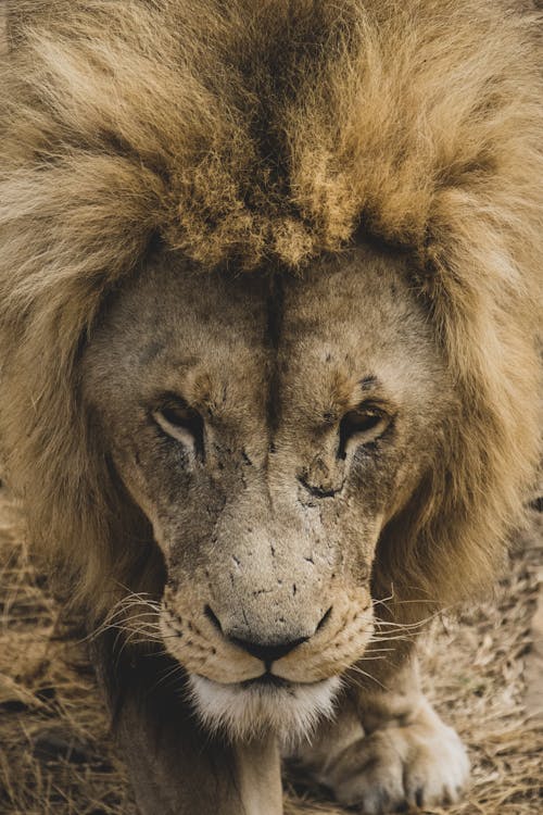Portrait of Furry Lion