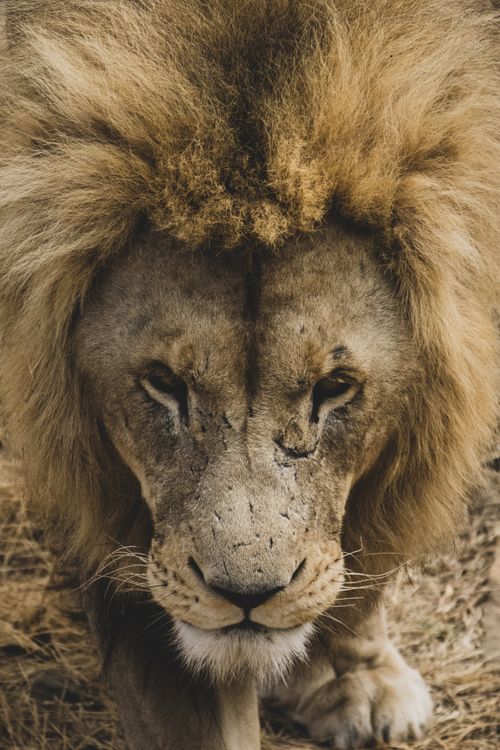 Free Close-up portrait of a majestic lion in the wild showcasing its magnificent mane and intense gaze. Stock Photo