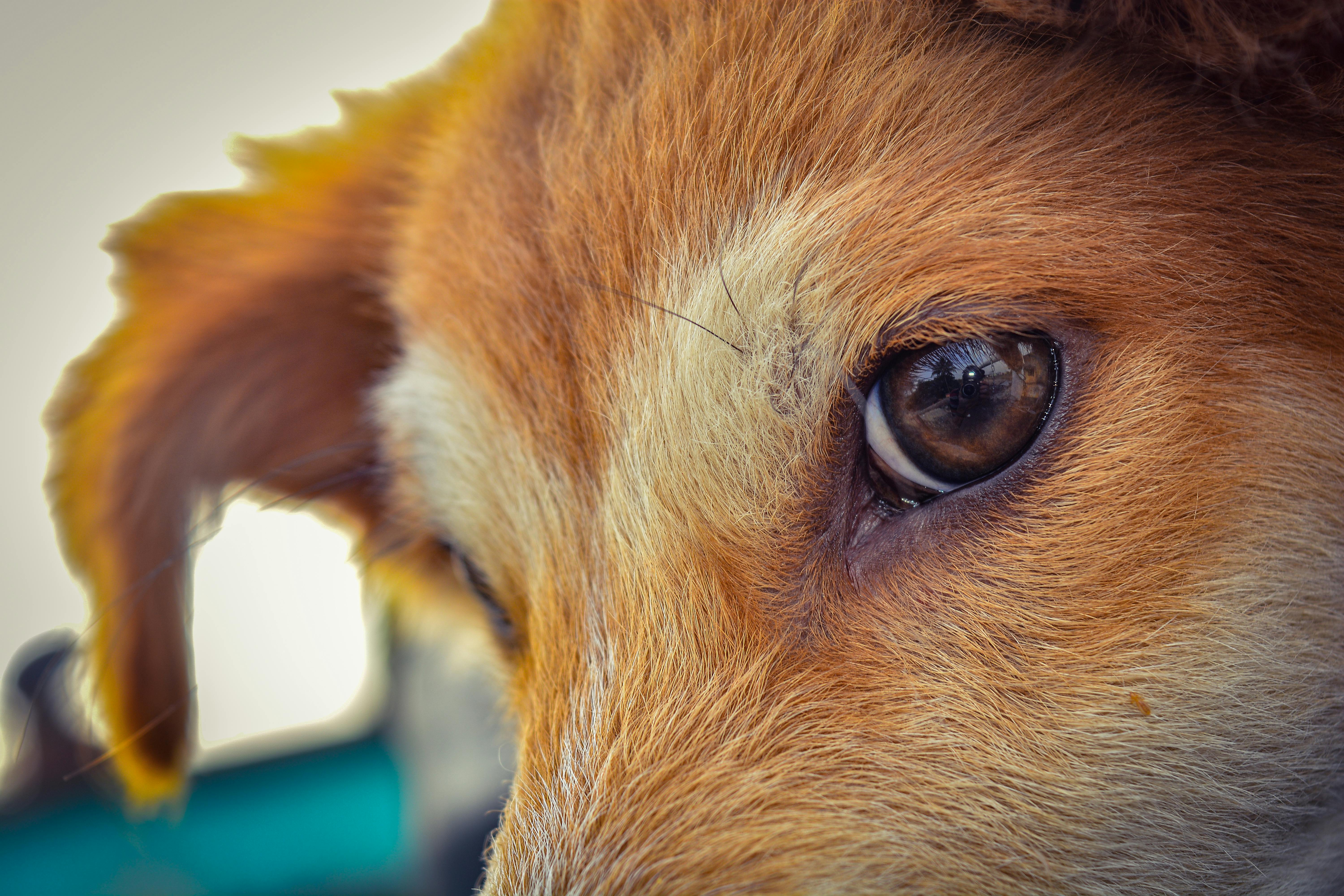 犬 後背位 犬の無料の写真素材