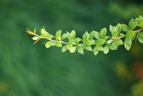 Green Leaves and Thorns on a Branch