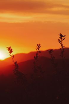 Beautiful sunset with silhouetted plants against a mountainous landscape.