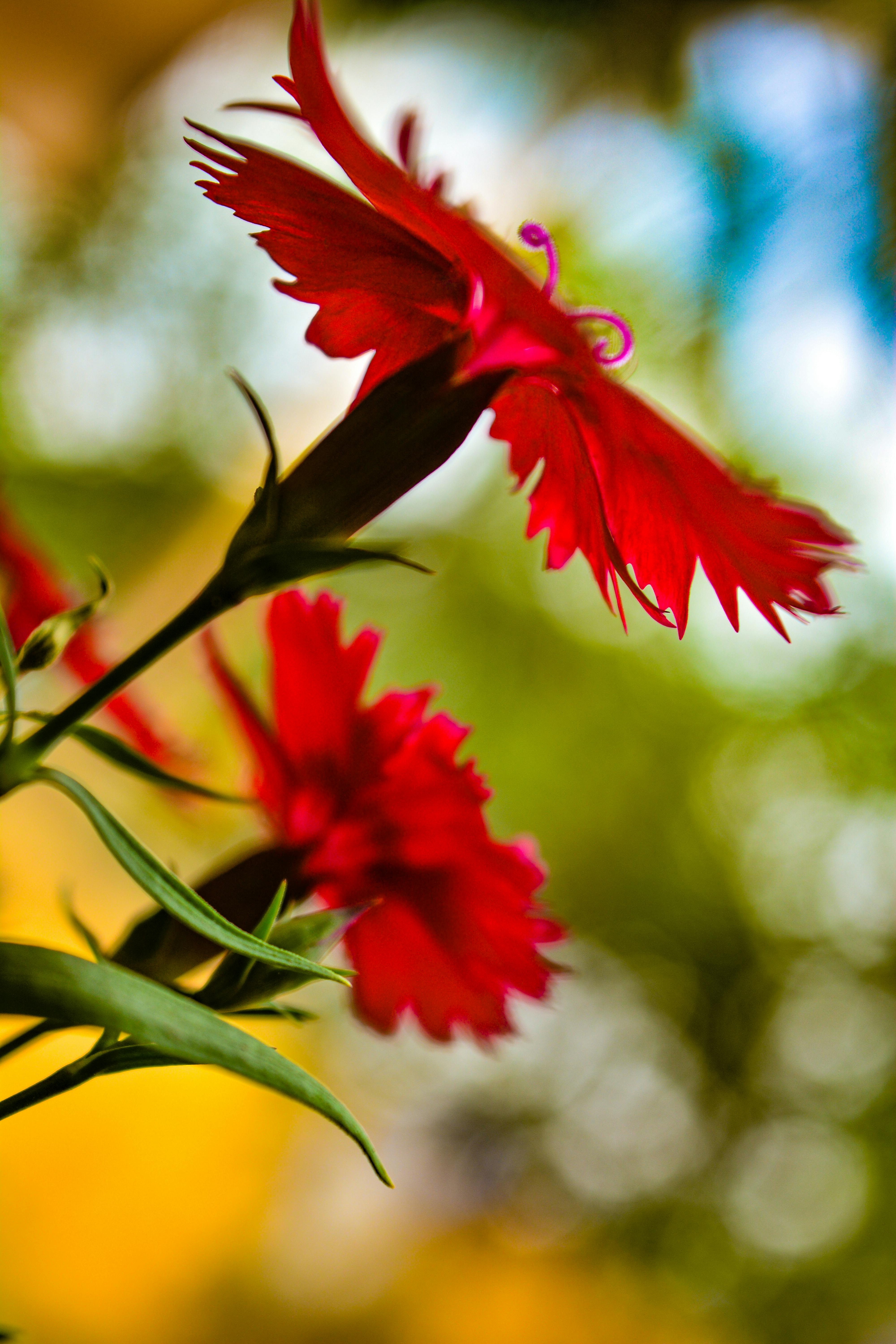 Imagine De Stoc Gratuită Cu Floare Flori Frumoase Imagini De Flori