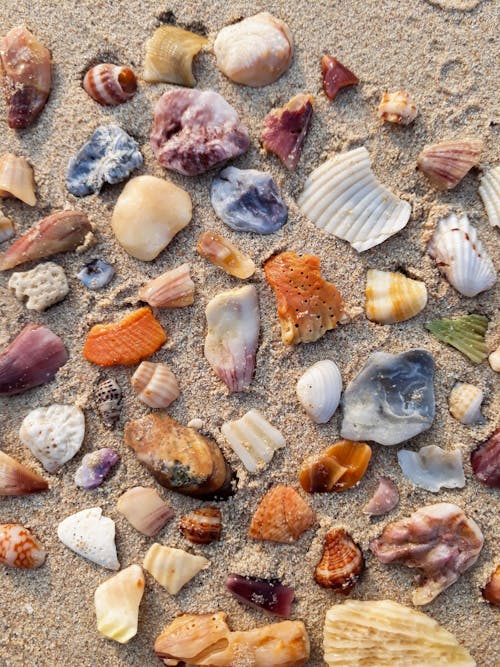 Free stock photo of beach, colorful shell, coral