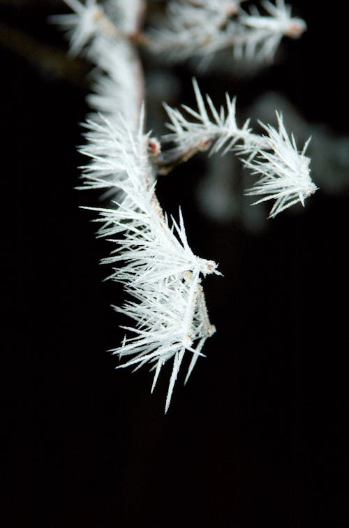 Free Frost Stock Photo
