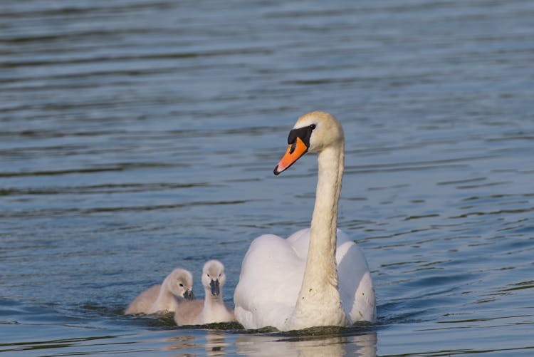 Mute Swan And Cygnet On Water