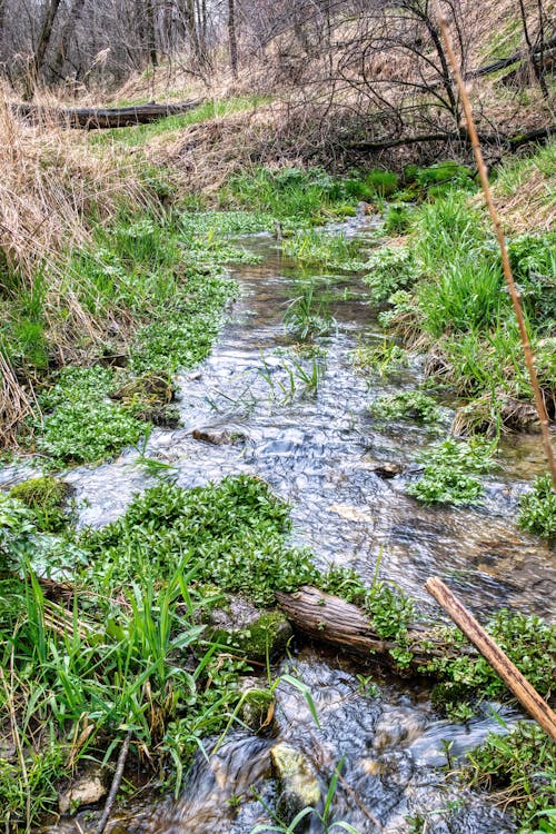 View of a Stream