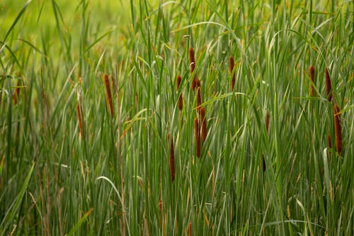 bulrush, 장티푸스, 초록 풀의 무료 스톡 사진