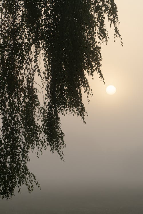 คลังภาพถ่ายฟรี ของ ช่วงแสงสีทอง, ซิลูเอตต์, ดวงอาทิตย์
