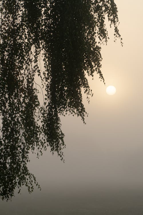 Silhouette of Tree During Sunrise