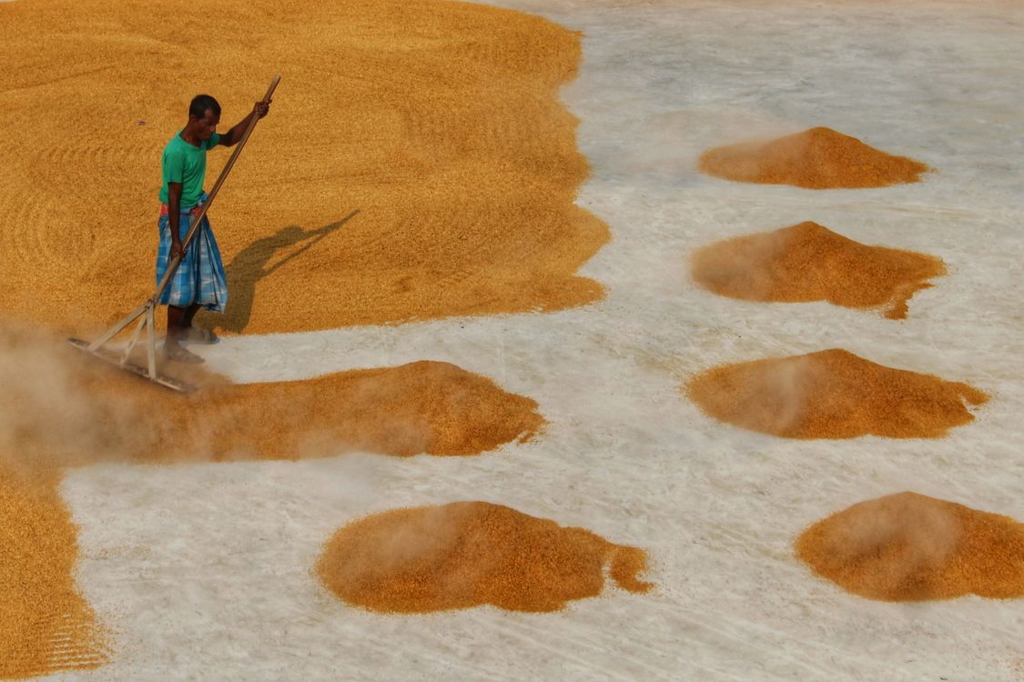Man with Rake Sieving Rice · Free Stock Photo