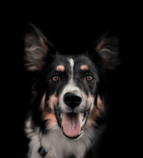 Δωρεάν στοκ φωτογραφιών με ζώο, σκύλος