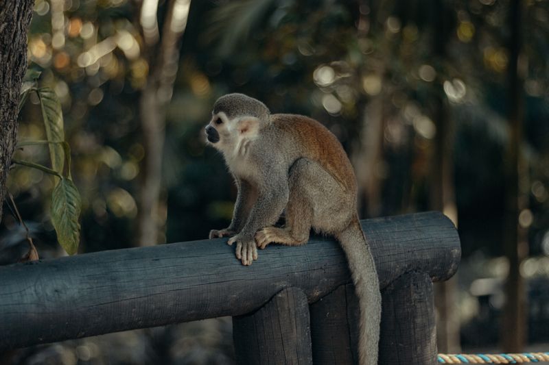 Colobus monkey Diani forest