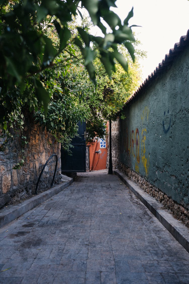 Tree Leaves Over Empty Alley