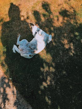 一只顽皮的狗在阳光明媚的草地上打滚，享受着户外时光，周围投下片片阴影