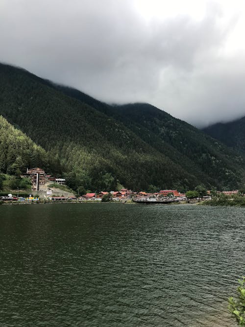 Foto profissional grátis de árvores verdes, casas, cenário