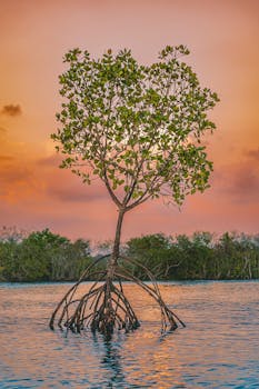 Vibrant mangrove at sunset in Munroe Island, India with vivid reflections.