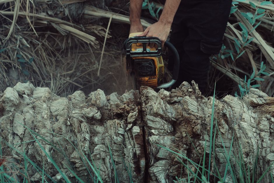 Worker making a precise pruning cut on a tree trunk — pruning pine trees lower branches technique in Surrey BC