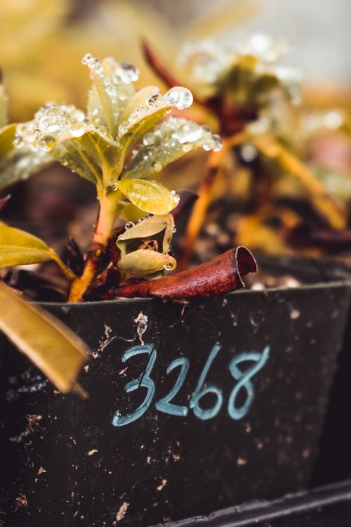 Free Close-up of seedlings with dew in a numbered pot, showcasing growth and freshness. Stock Photo