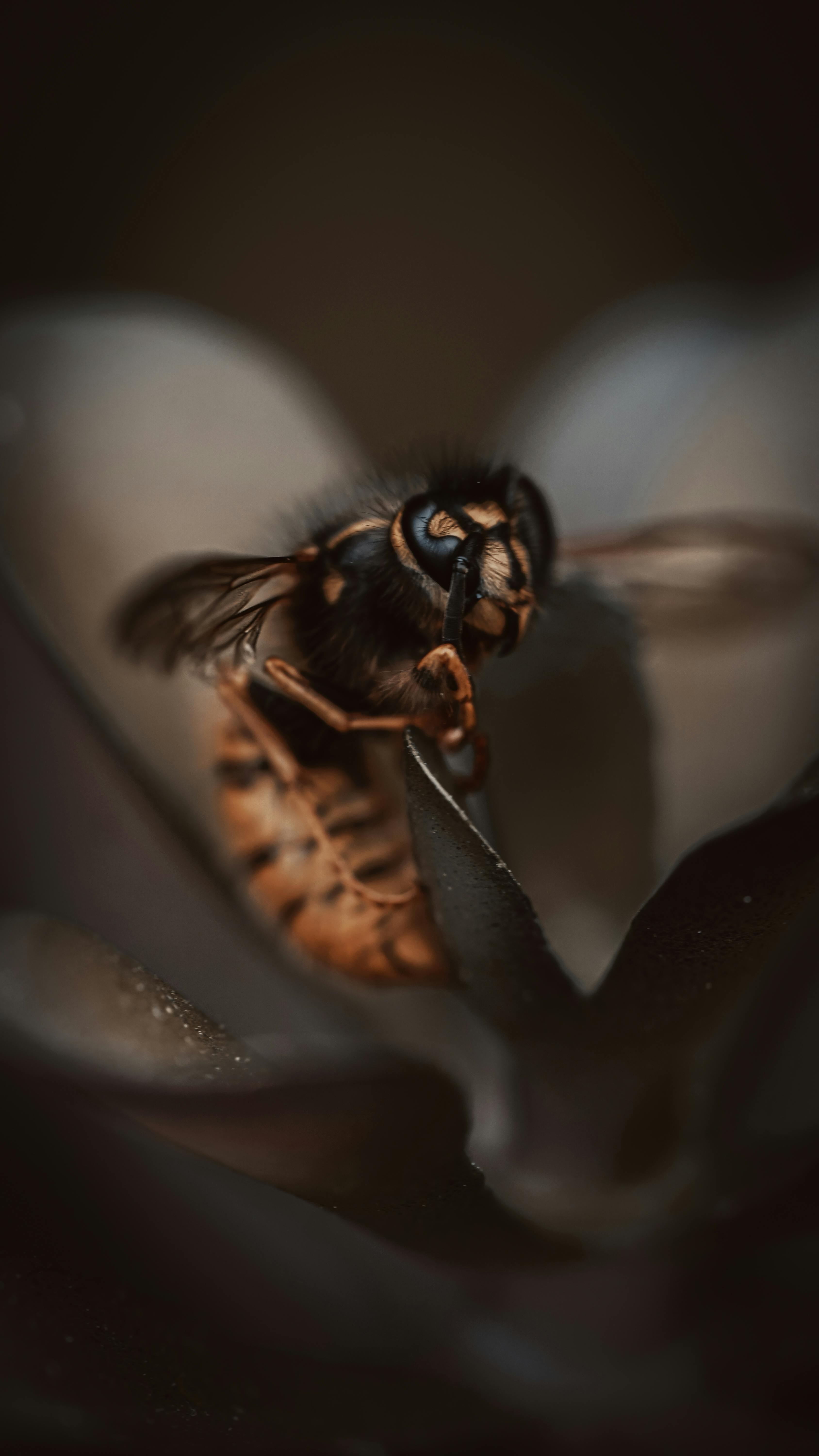 Close-up shot of a hornet on dark flower petals, showcasing intricate details.