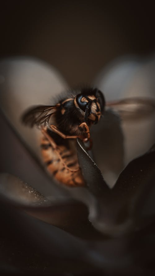 Gratuit Imagine de stoc gratuită din a închide, fotografiere verticală, insectă Fotografie de stoc