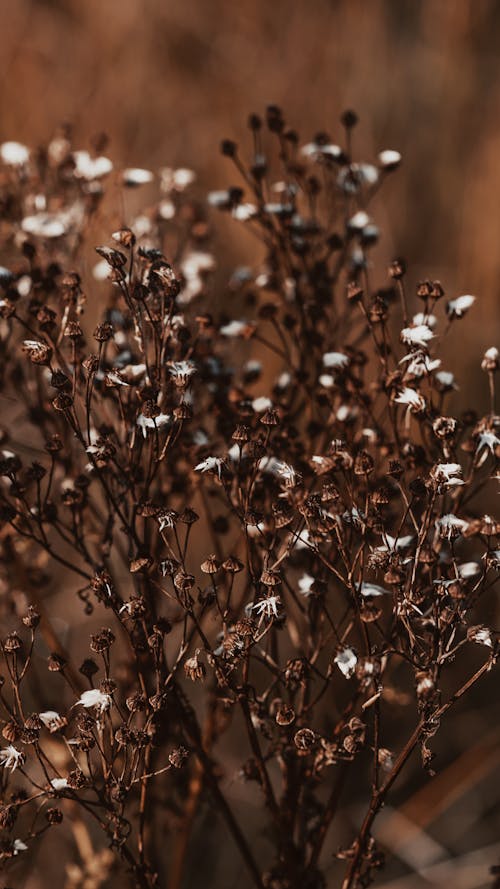 Withered Gypsophila Plant