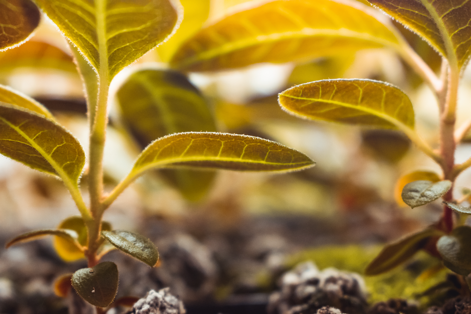 A vibrant macro shot of young green sprouts with dew, highlighting intricate leaf details in warm light.