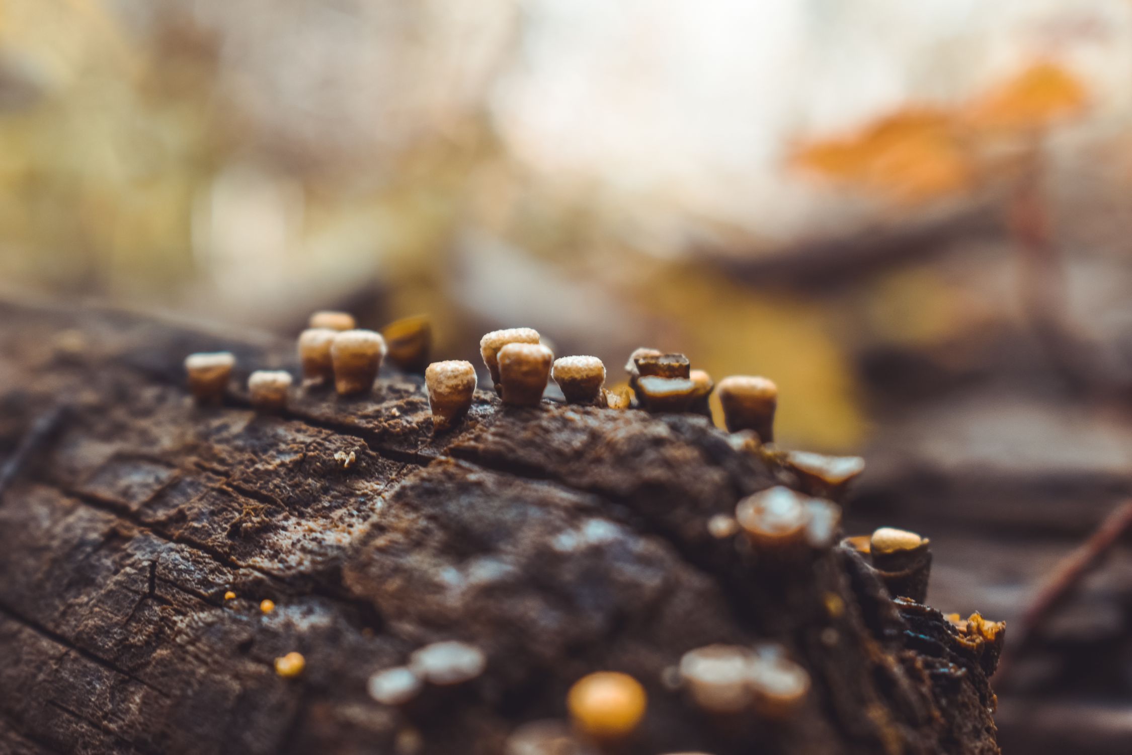 Close up macro photo of tiny mushrooms growing on a log in the forest ...