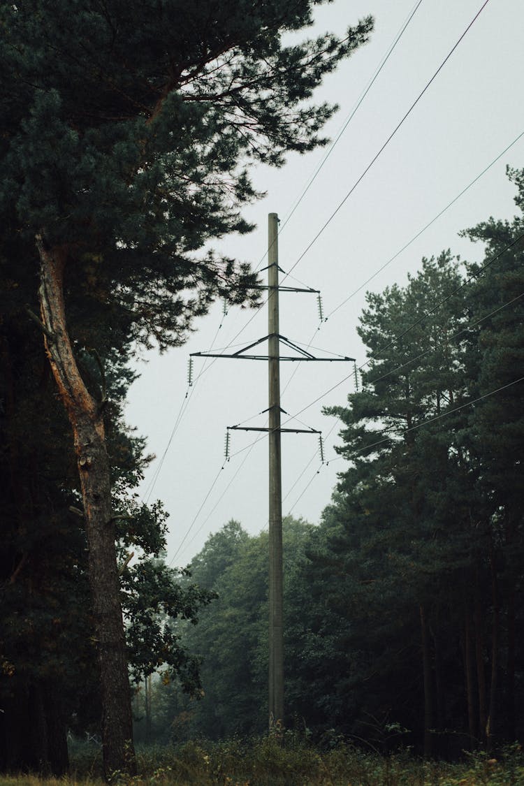 Electricity Pole In The Forest 