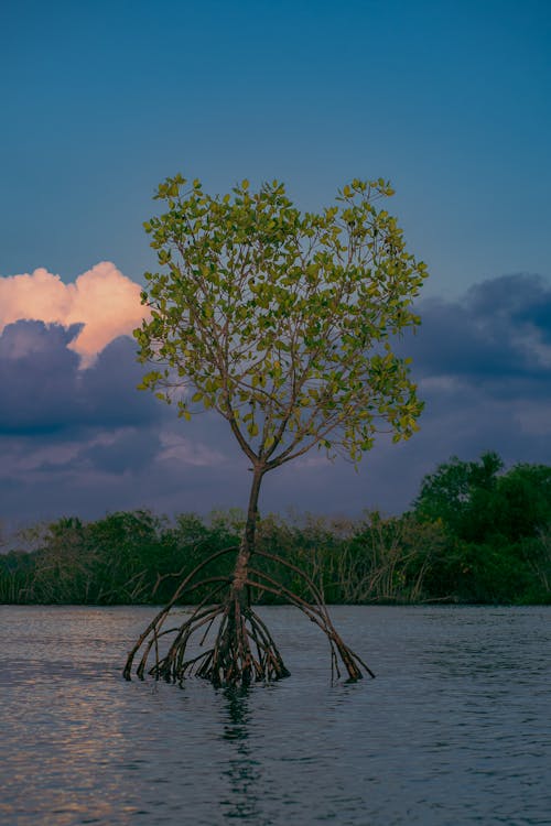 Single tree on water sunset backwater kerala