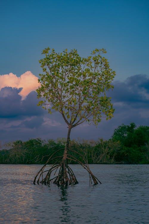 Foto profissional grátis de água, alvorecer, amanhecer cedo