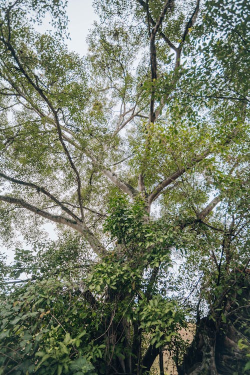 Foto stok gratis alam, bidikan sudut rendah, daun-daun hijau