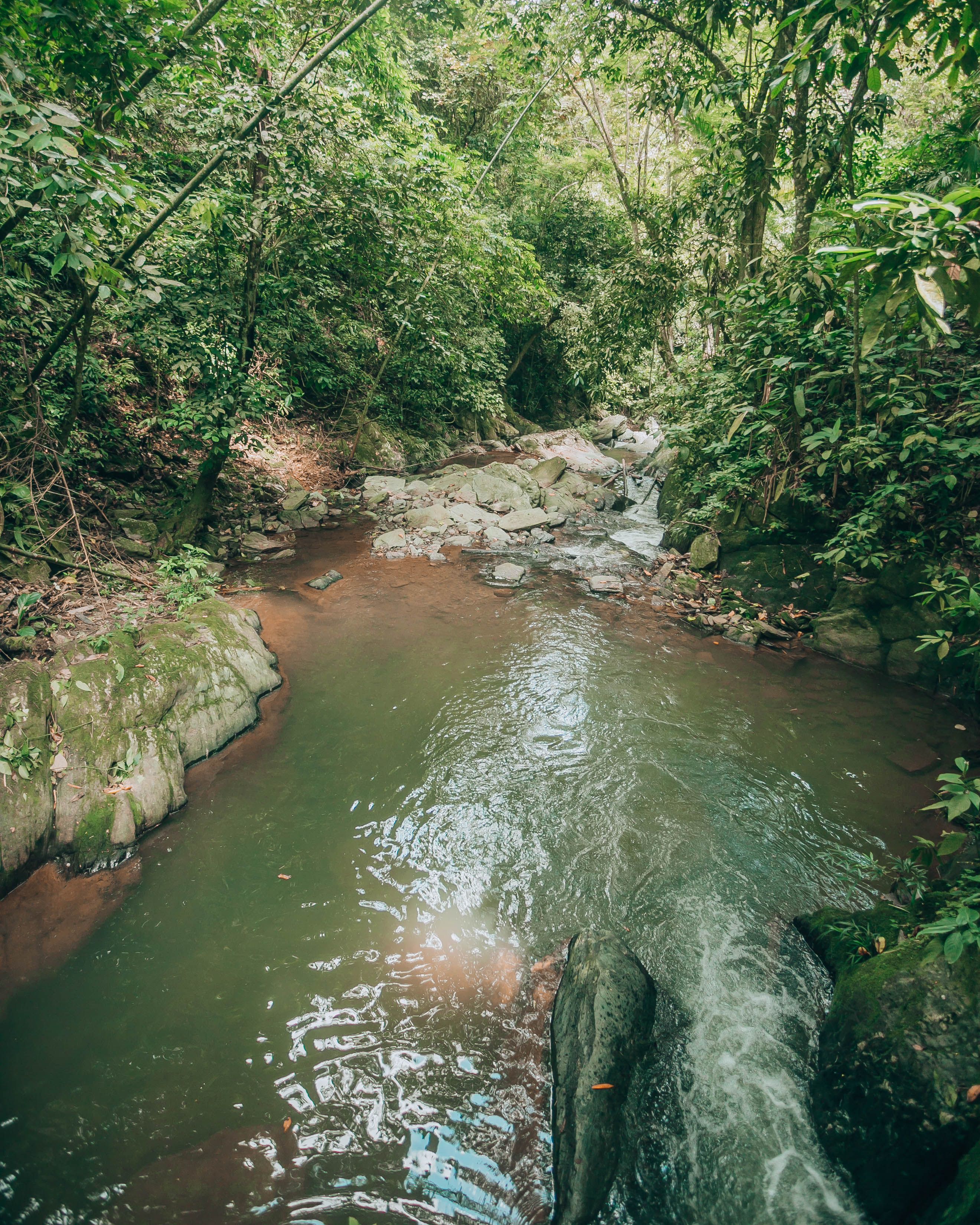 River in the Middle of Green Trees · Free Stock Photo