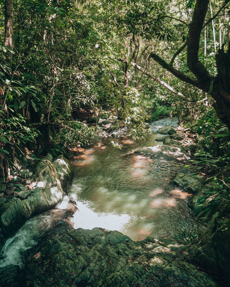 Rocky River In The Forest