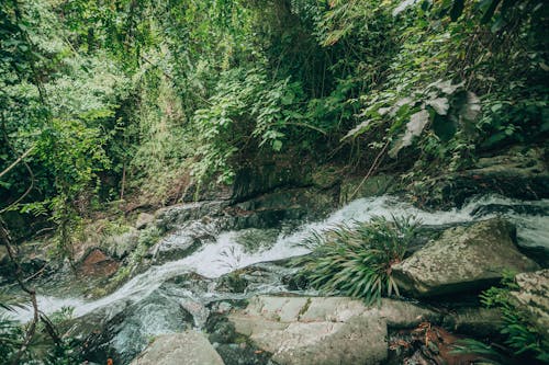 Free Green Trees Beside River Stock Photo