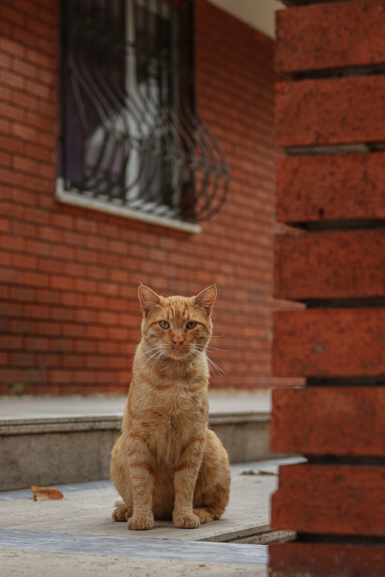 An Orange Tabby Cat 