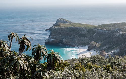 Shrubs on a Hill by the Shore 