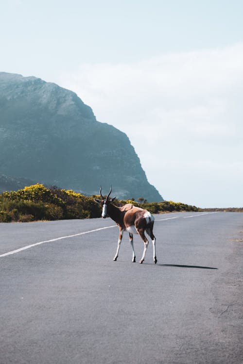 Bontebok Standing on Asphalt Road