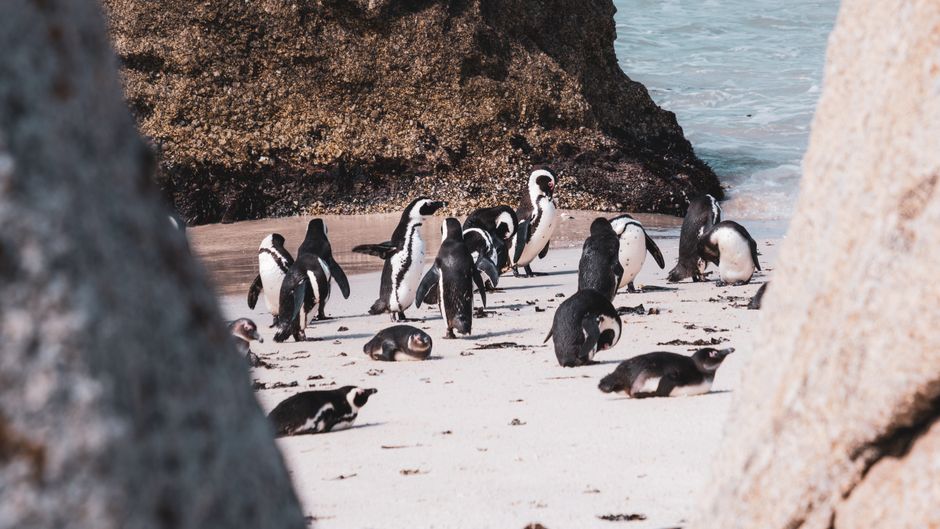 A group of African penguins congregate on a rocky beach, showcasing natural behavior in the wild.