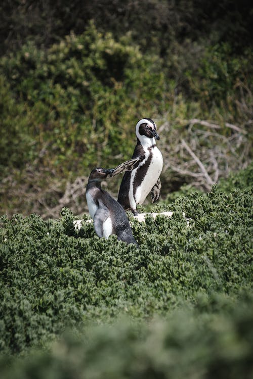 Close-up of African Penguins Sitting on the Ground 