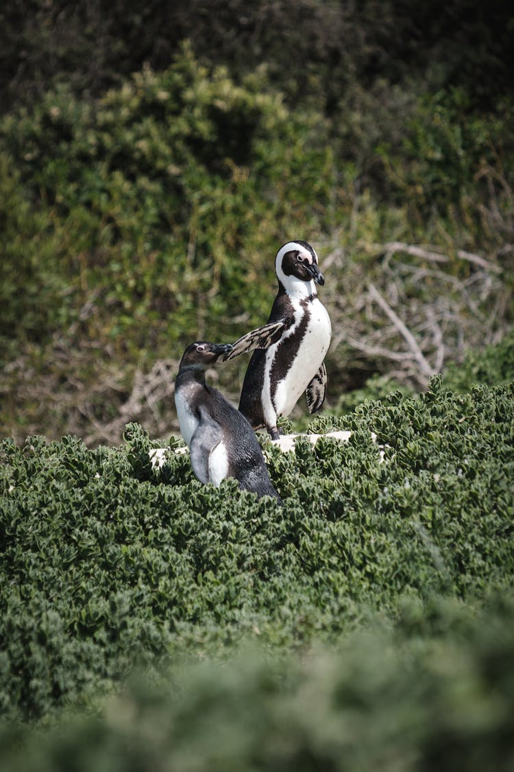 African Penguins At Boulders Beach At The Cape Peninsula